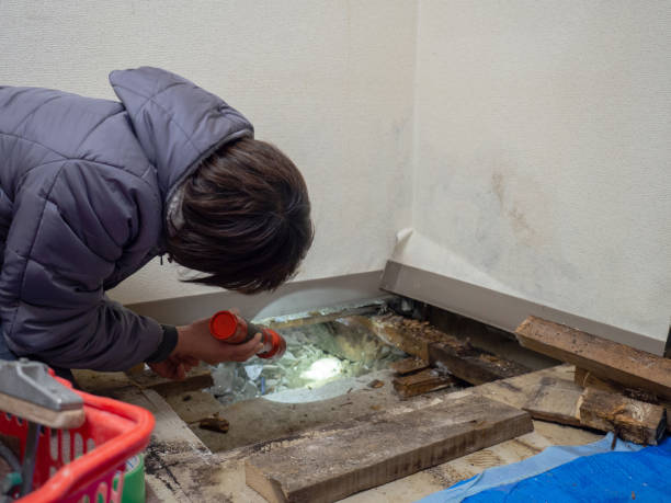 Best Real Estate Mold Inspection  in Vienna, IL