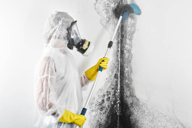 Mold Removal for HVAC Installations in Vienna, IL