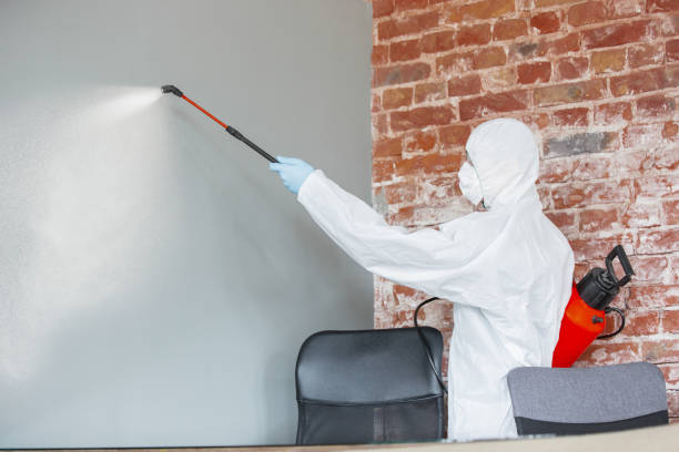 Vienna, IL Mold Removal Company